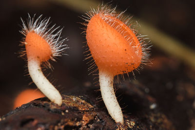 Close-up of mushroom on field