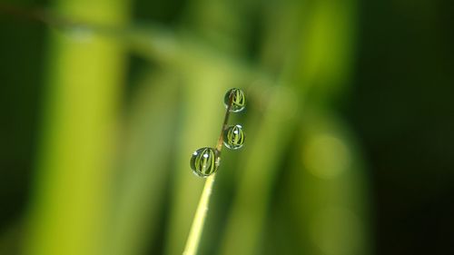 Close-up of water drop on leaf