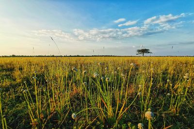 Crops growing on field against sky