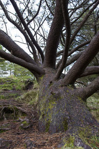 Low angle view of trees in forest