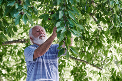 An elderly man picking cherries from the tree. concept nature