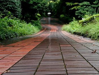 Walkway amidst trees