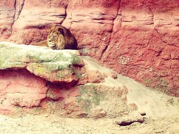 Cat lying on rock