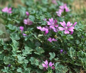 Close-up of pink flowers blooming outdoors