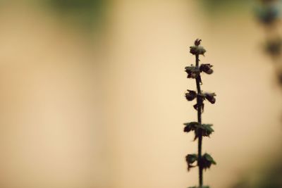 Close-up of flowering plant