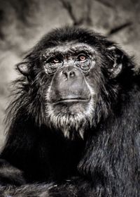 Low angle view of gorilla looking away