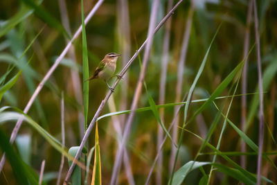 Bird perching on plant