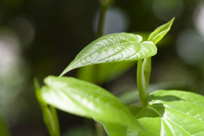 Close-up of fresh green leaves