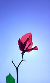Close-up of red rose against blue sky