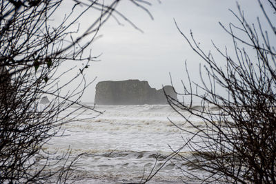 Rocks and branches at the pacific ocean 