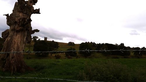 Trees on field against sky