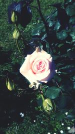 Close-up of rose blooming outdoors