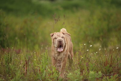 Lion in a field