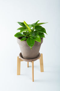 Close-up of potted plant on table against white background