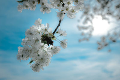 Low angle view of apple blossoms against sky