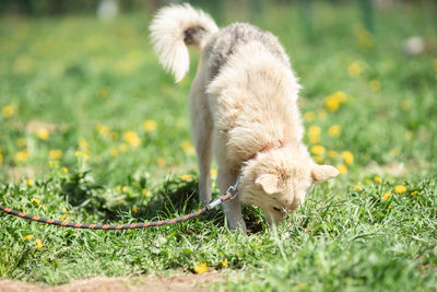 Photo of white dog on walk on lawn with dandelions on summer day