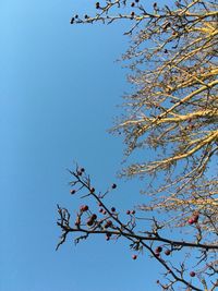 Low angle view of tree branch against blue sky