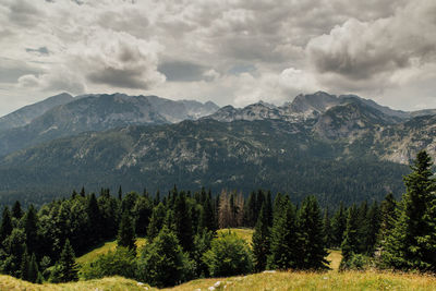 Scenic view of pine trees and mountains against sky