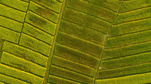 Full frame shot of green leaf