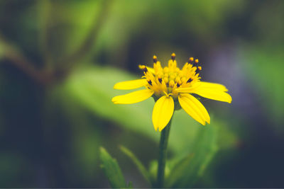 Close-up of yellow flower