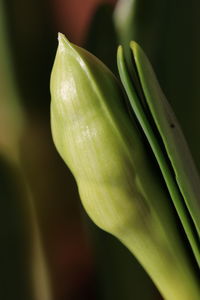 Close-up of fresh green leaf