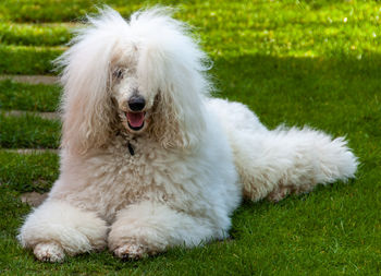 A white, fluffy standard poodle reclines gracefully on a lush green summer lawn under the open sky.