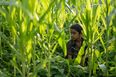 A young kid sitting in the field of corn plants.