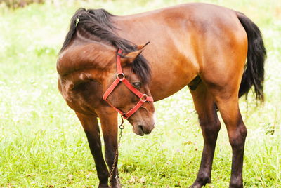 Horse on field