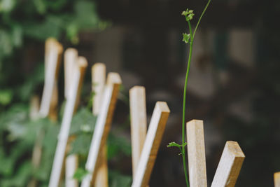 Close-up of plant growing on field