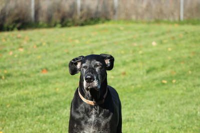 Black great dane on grassy field