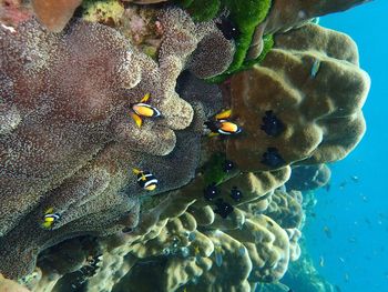Close-up of coral in sea