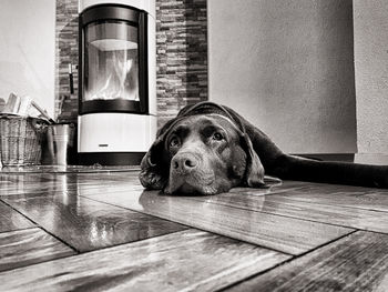 Portrait of dog relaxing on hardwood floor