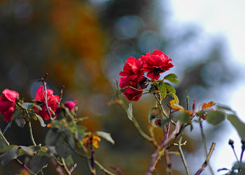 Close-up of red flowering plant