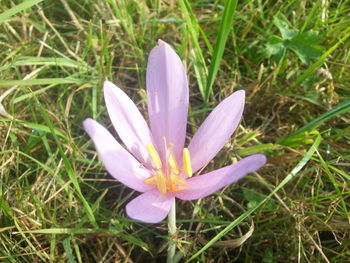 Close-up of purple crocus flower