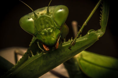 Close-up of praying mantis