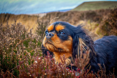 Close-up of a dog looking away