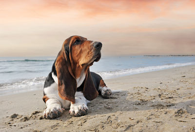 Dog on beach