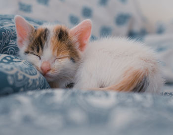 Close-up of cat sleeping