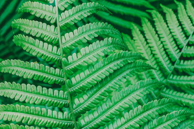 Full frame shot of green leaves