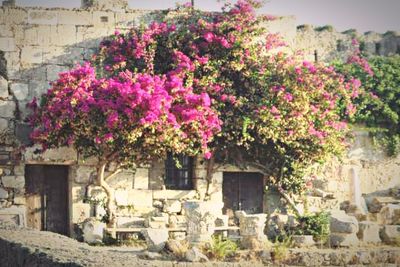 Pink flowers blooming in park