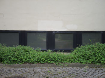 Plants growing outside building