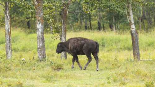 Horses in a forest