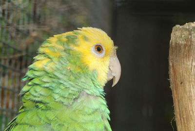 Close-up of a parrot