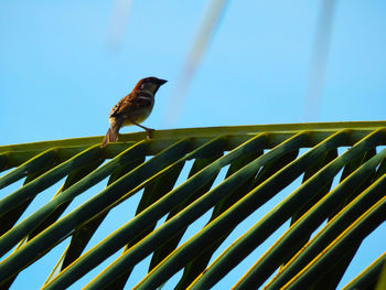 Low angle view of bird perching on roof against sky