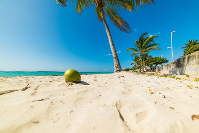 View of palm trees on beach against blue sky