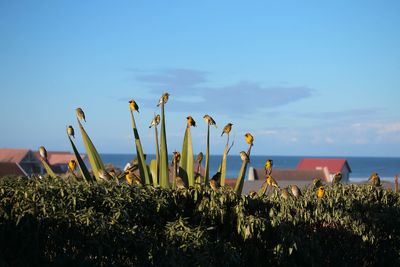 Close-up of cactus growing on field against sky