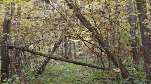 View of trees in the forest