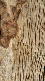 Full frame shot of tree trunk