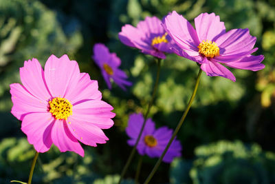 Close-up of pink cosmos flowers blooming outdoors