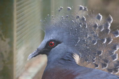 Close-up of pigeon